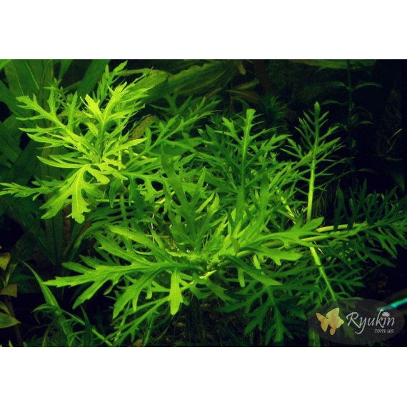 Гигрофила Дифформис (Hygrophila Difformis)