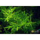 Гигрофила Дифформис (Hygrophila Difformis)