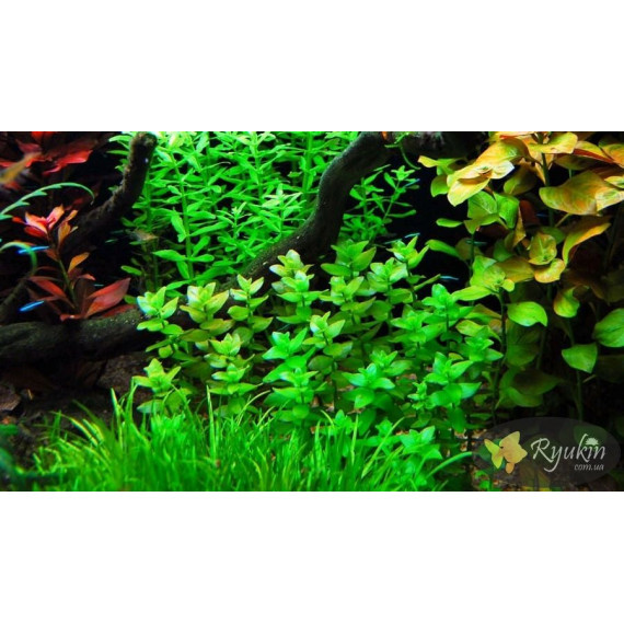 Бакопа Каролинская (Bacopa Caroliniana)