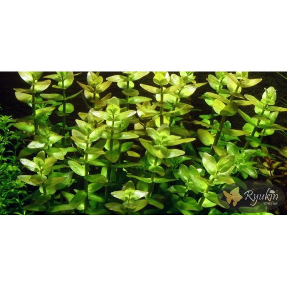 Бакопа Каролинская (Bacopa Caroliniana)