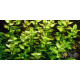 Бакопа Каролинская (Bacopa Caroliniana)