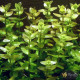 Бакопа Каролинская (Bacopa Caroliniana)