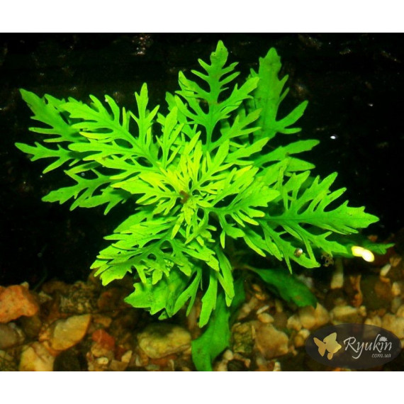Гигрофила Дифформис (Hygrophila Difformis)