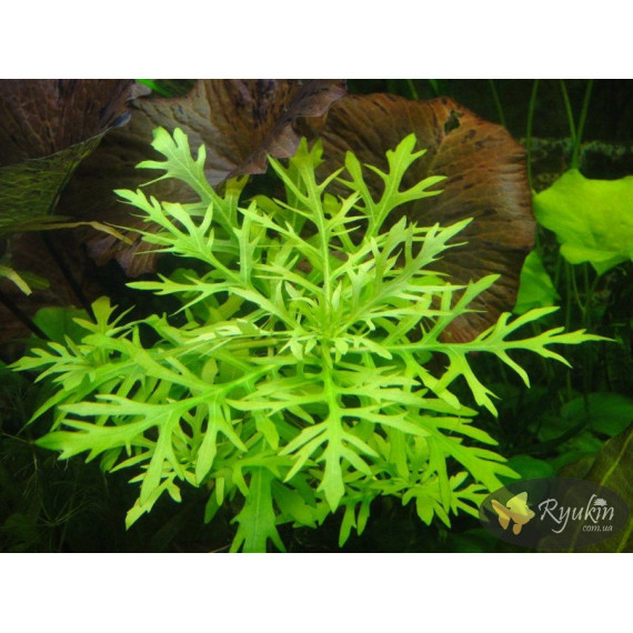 Гигрофила Дифформис (Hygrophila Difformis)