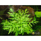 Гигрофила Дифформис (Hygrophila Difformis)