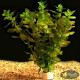 Бакопа Каролинская (Bacopa Caroliniana)