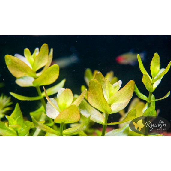 Бакопа Каролинская (Bacopa Caroliniana)