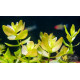 Бакопа Каролинская (Bacopa Caroliniana)