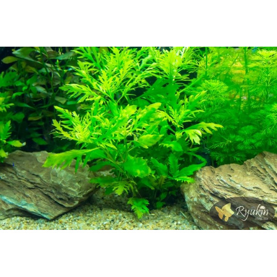 Гигрофила Дифформис (Hygrophila Difformis)