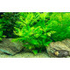Гигрофила Дифформис (Hygrophila Difformis)