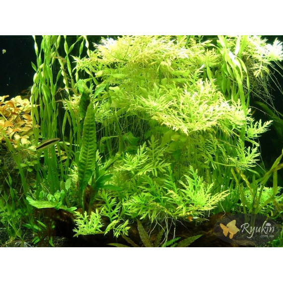 Гигрофила Дифформис (Hygrophila Difformis)