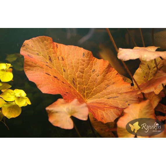 Німфея Тигрова Червона (Nymphaea Tiger Red)