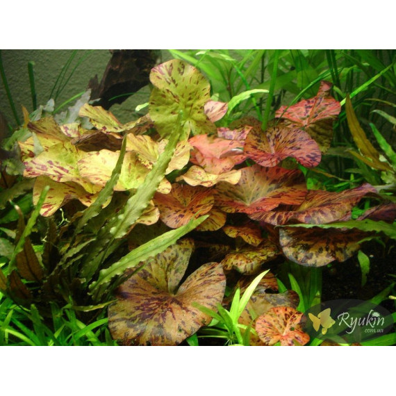 Німфея Тигрова Червона (Nymphaea Tiger Red)