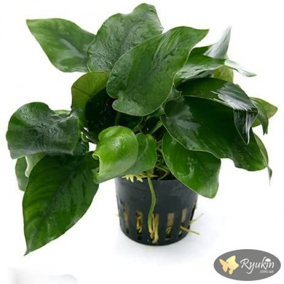 Анубіас Нана (Anubias Nana)