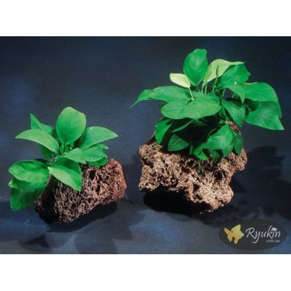 Анубіас Нана (Anubias Nana)