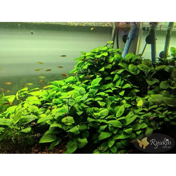 Анубіас Нана (Anubias Nana)