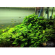 Анубіас Нана (Anubias Nana)