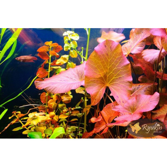 Німфея Тигрова Червона (Nymphaea Tiger Red)