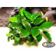 Анубіас Нана (Anubias Nana)