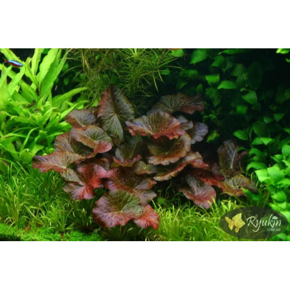 Німфея Тигрова Червона (Nymphaea Tiger Red)