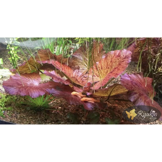 Німфея Тигрова Червона (Nymphaea Tiger Red)