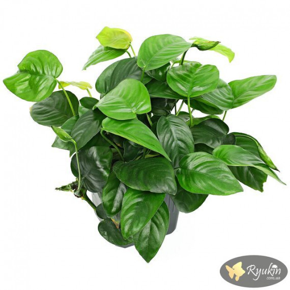 Анубіас Нана (Anubias Nana)