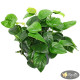 Анубіас Нана (Anubias Nana)