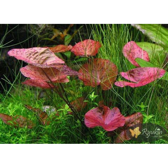 Німфея Тигрова Червона (Nymphaea Tiger Red)