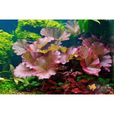 Німфея Тигрова Червона (Nymphaea Tiger Red)