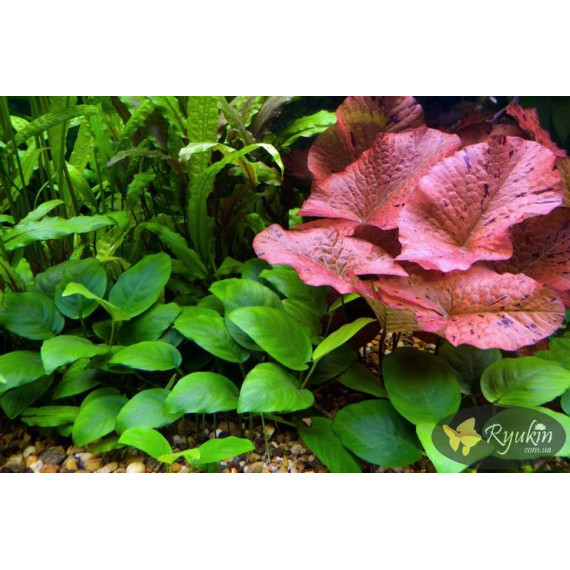 Німфея Тигрова Червона (Nymphaea Tiger Red)