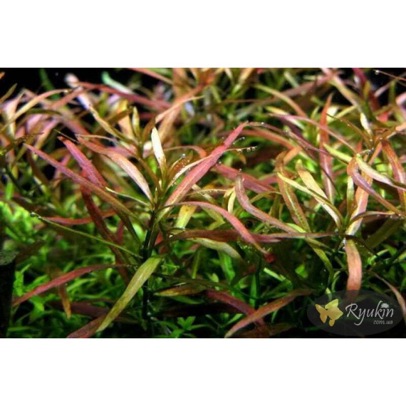 Людвигия Аркуата (Ludwigia Arcuata)