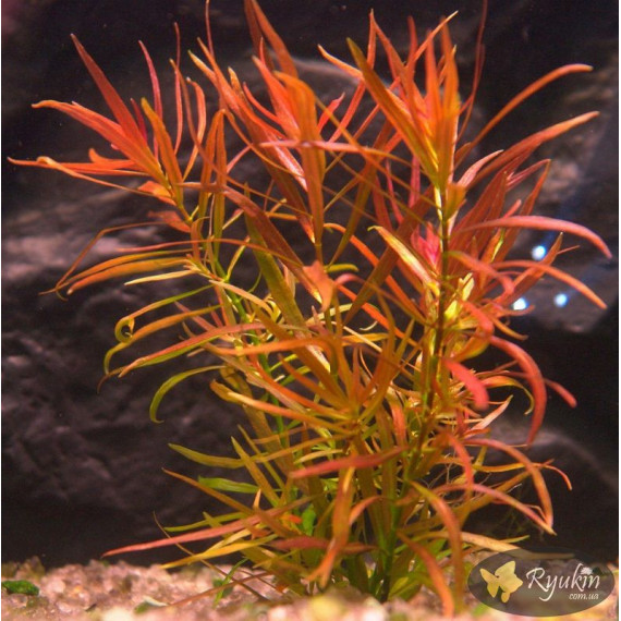 Людвигия Аркуата (Ludwigia Arcuata)