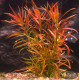 Людвигия Аркуата (Ludwigia Arcuata)
