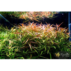 Людвигия Аркуата (Ludwigia Arcuata)