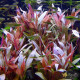 Альтернантера Рейнека (Alternanthera Reineckii)
