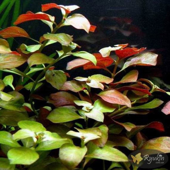 Людвігія Болотна (Ludwigia Palustris)