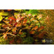 Людвігія Болотна (Ludwigia Palustris)