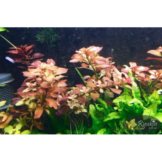 Людвігія Болотна (Ludwigia Palustris)