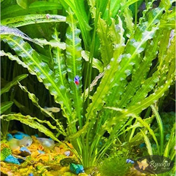 Апоногетон Живородящий (Aponogeton Undulatus)