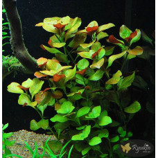 Людвігія Болотна (Ludwigia Palustris)