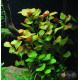 Людвігія Болотна (Ludwigia Palustris)
