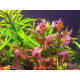Людвигия Овалис Пинк (Ludwigia Ovalis Pink)