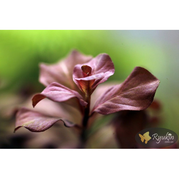 Людвигия Овалис Пинк (Ludwigia Ovalis Pink)