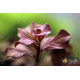 Людвигия Овалис Пинк (Ludwigia Ovalis Pink)