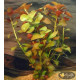 Людвігія Болотна (Ludwigia Palustris)