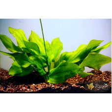 Эхинодорус Крапчатый (Echinodorus Aspersus)