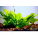 Эхинодорус Крапчатый (Echinodorus Aspersus)