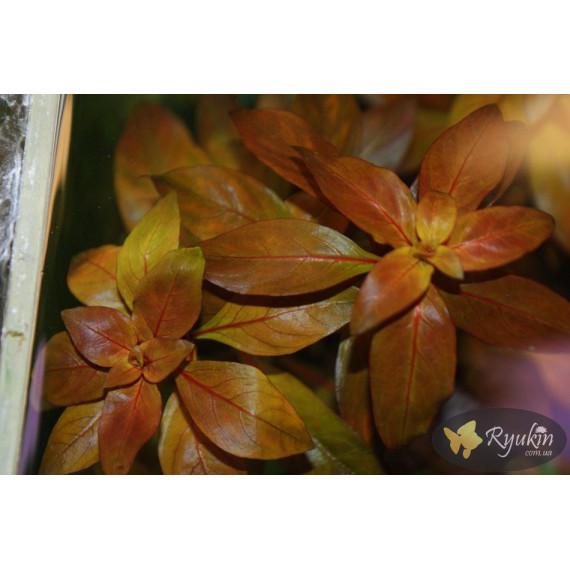 Людвігія Рубін (Ludwigia Repens Rubin)
