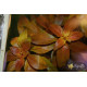 Людвігія Рубін (Ludwigia Repens Rubin)