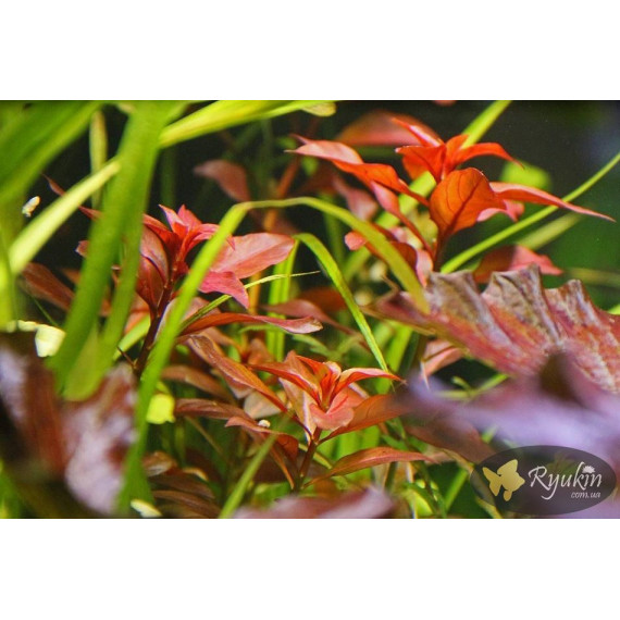 Людвігія Рубін (Ludwigia Repens Rubin)